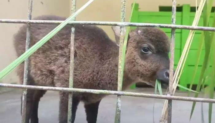 Laksmi, seekor Anoa pegunungan, telah sampai di Manado.