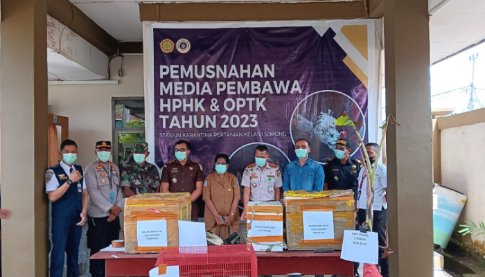 Pemusnahan Bahan Pembawa Potensi Hama di Stasiun Karantina Pertanian Kelas I Sorong.