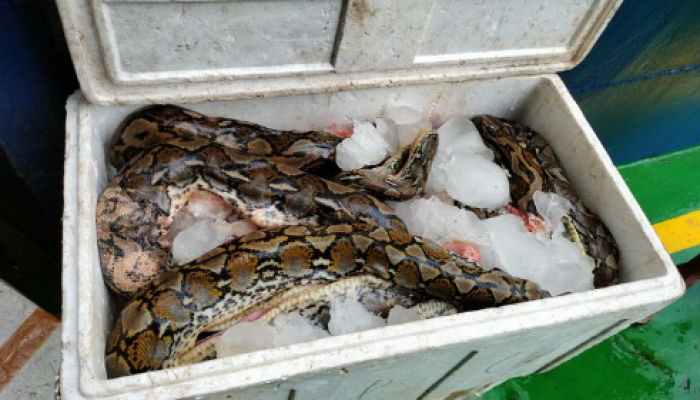 Petugas karantina Gorontalo menemukan potongan tubuh sanca batik yang dicampur es batu dalam kotak gabus putih.