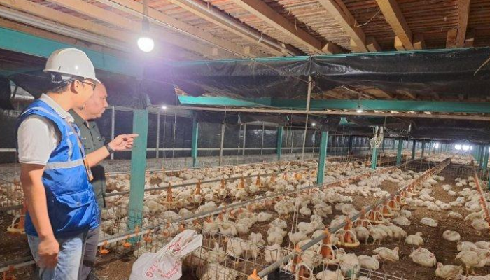 Salah satu pelanggan dari program Electrifying Agriculture yang dicanangkan oleh PLN adalah bisnis pembibitan ayam di Muara Enim, Sumatera Selatan.