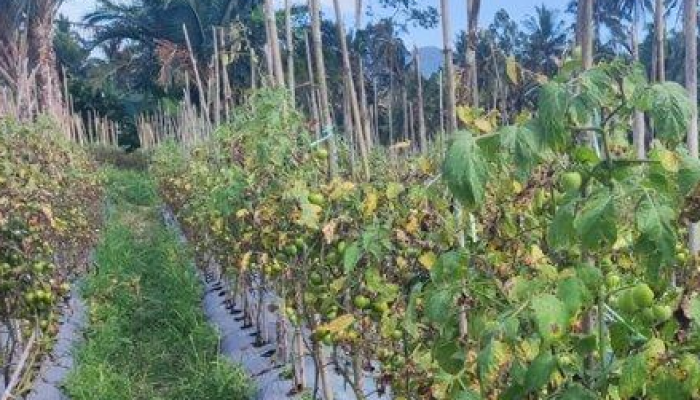 Penurunan Drastis Harga Tomat di Boltim