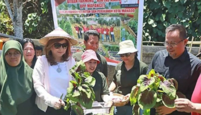 "Wakil Walikota Manado Richard Sualang dan Ketua TP PKK Kota Manado Ny Irene Angouw Pinontoan melakukan panen perdana Urban Farming di Manado."