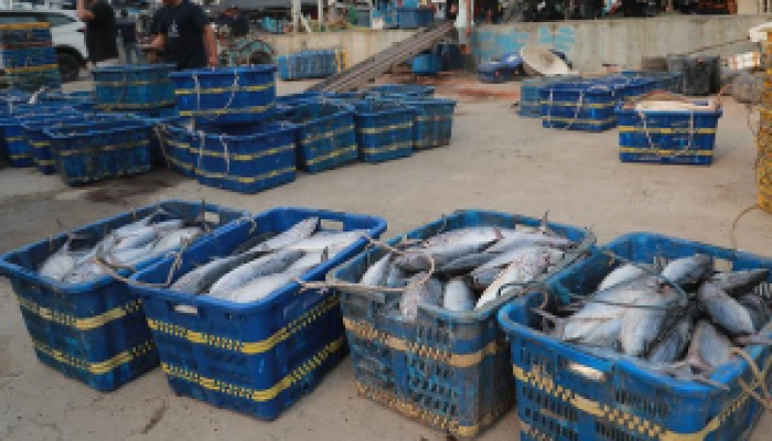 Seorang pekerja membawa ikan dari kapal di Muara Angke, Jakarta, pada Jumat, 28 Juli.