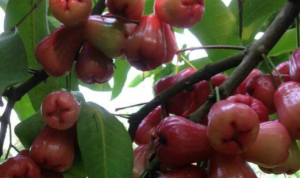 Produksi Jambu